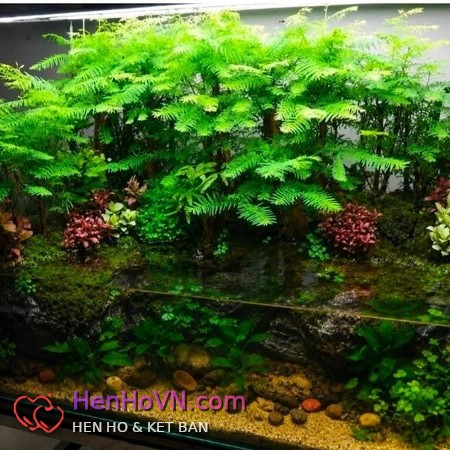 Ảnh đại diện của H-EVER, 36 tuổi tại TP Hồ Chí Minh