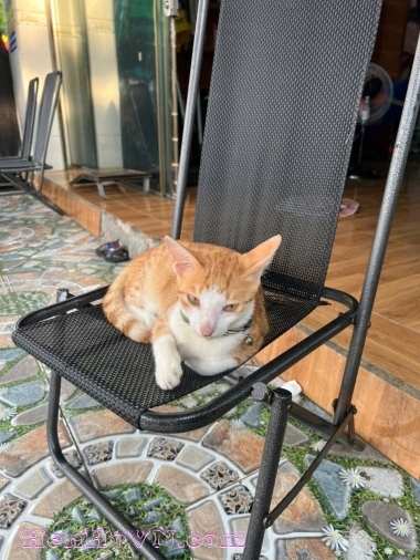 Yên