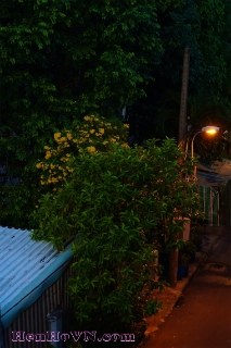 Bà cô Song tử 30