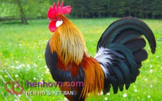 Hồ sơ hẹn hò của Tinh bơ vơ tại Hà Nội