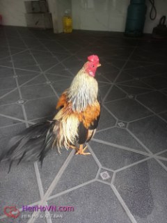 Hồ sơ hẹn hò của Phong Gió tại Hà Nội