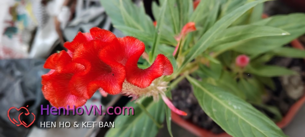 Ảnh đại diện của Cu Bắp, 32 tuổi tại Hậu Giang